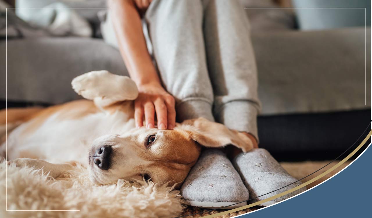 Preventing & Treating Canine UTI